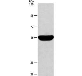 HMGCS1 Antibody from Signalway Antibody (37622) - Antibodies.com