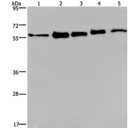 HNRNPL Antibody from Signalway Antibody (37624) - Antibodies.com
