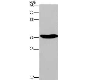ELAVL3 Antibody from Signalway Antibody (37686) - Antibodies.com