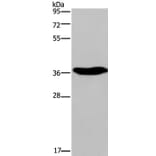 ELAVL3 Antibody from Signalway Antibody (37686) - Antibodies.com