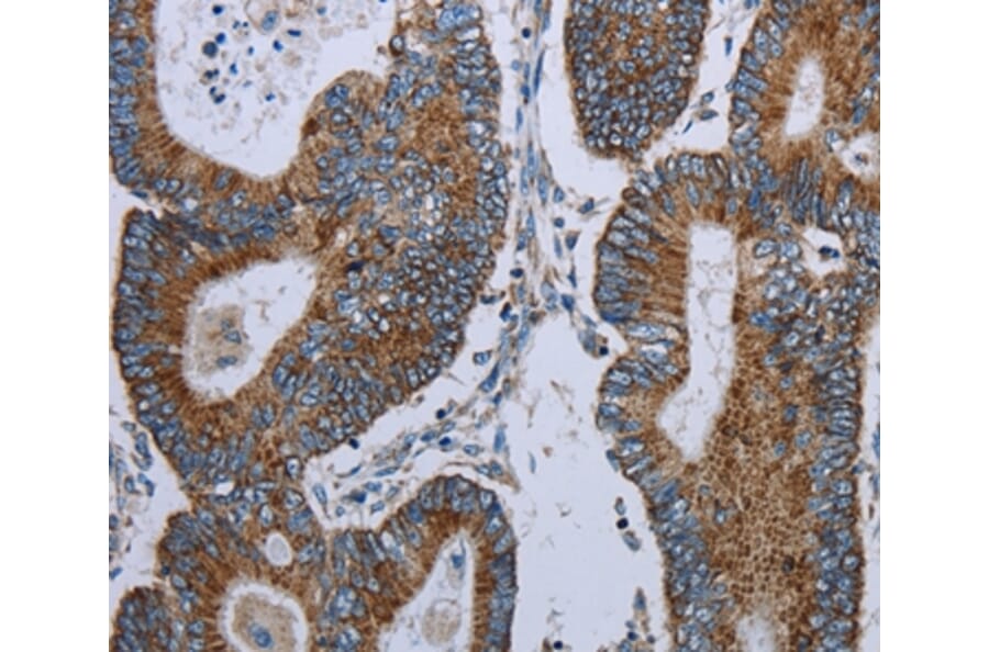 Immunohistochemistry - ELAVL3 Antibody from Signalway Antibody (37686) - Antibodies.com