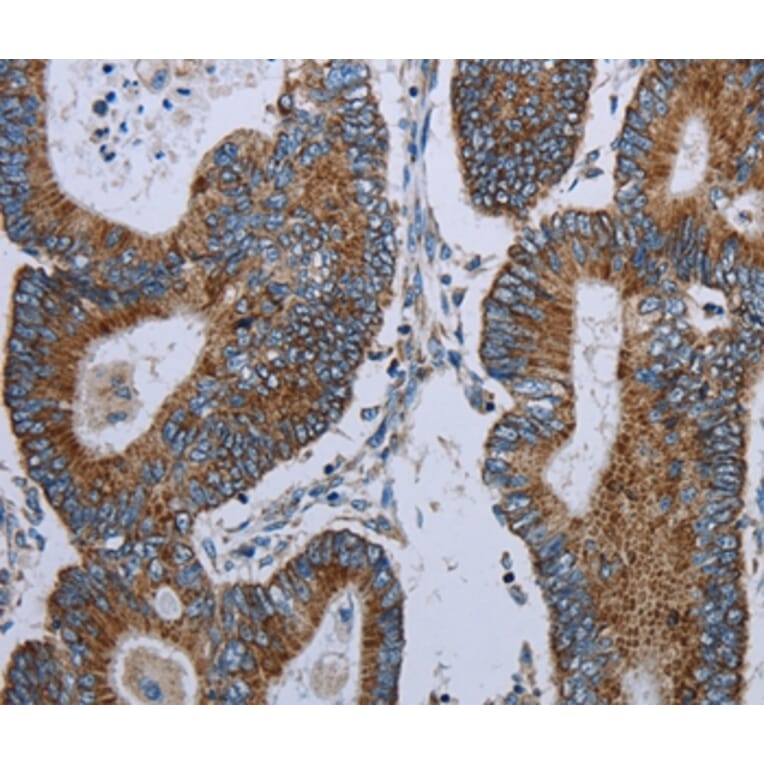 Immunohistochemistry - ELAVL3 Antibody from Signalway Antibody (37686) - Antibodies.com