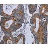 Immunohistochemistry - ELAVL3 Antibody from Signalway Antibody (37686) - Antibodies.com