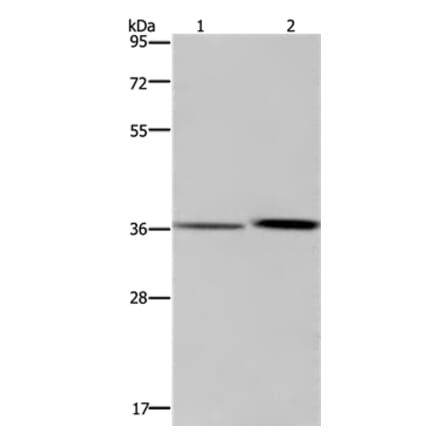 MAGEF1 Antibody from Signalway Antibody (37711) - Antibodies.com