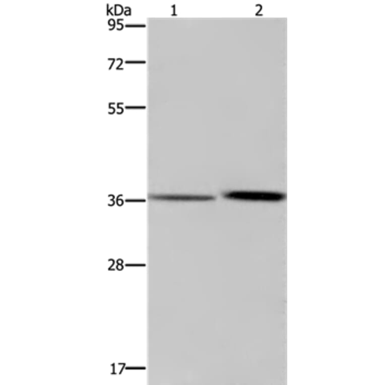 MAGEF1 Antibody from Signalway Antibody (37711) - Antibodies.com