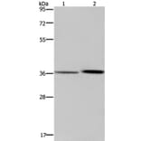 MAGEF1 Antibody from Signalway Antibody (37711) - Antibodies.com