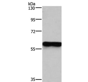 MFSD2A Antibody from Signalway Antibody (37724) - Antibodies.com