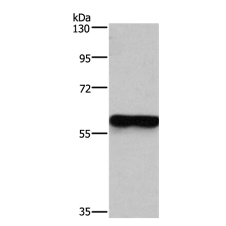 MFSD2A Antibody from Signalway Antibody (37724) - Antibodies.com