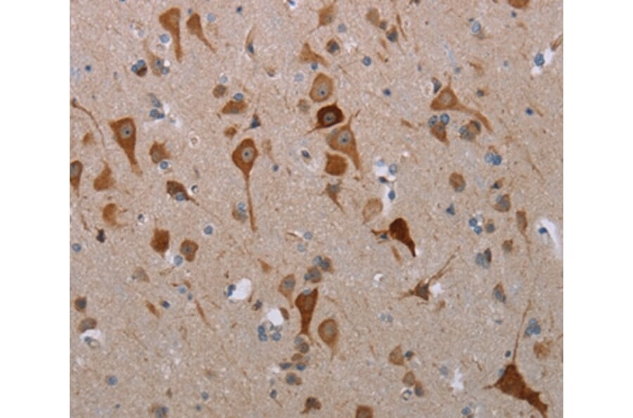 Immunohistochemistry - MFSD2A Antibody from Signalway Antibody (37724) - Antibodies.com