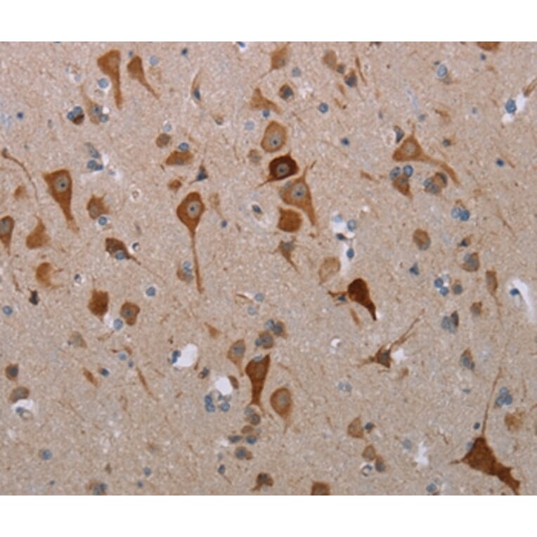 Immunohistochemistry - MFSD2A Antibody from Signalway Antibody (37724) - Antibodies.com
