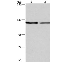ATP2A1 Antibody from Signalway Antibody (37728) - Antibodies.com