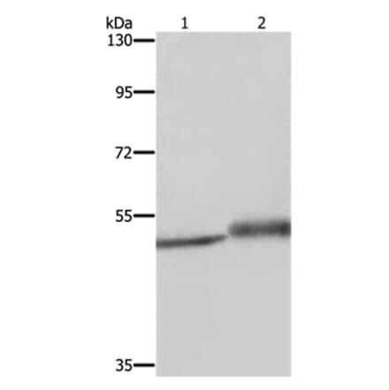 ERRFI1 Antibody from Signalway Antibody (37731) - Antibodies.com