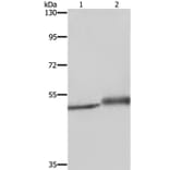 ERRFI1 Antibody from Signalway Antibody (37731) - Antibodies.com