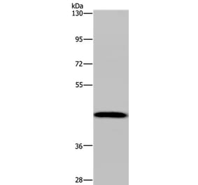 CYP1A2 Antibody from Signalway Antibody (37789) - Antibodies.com