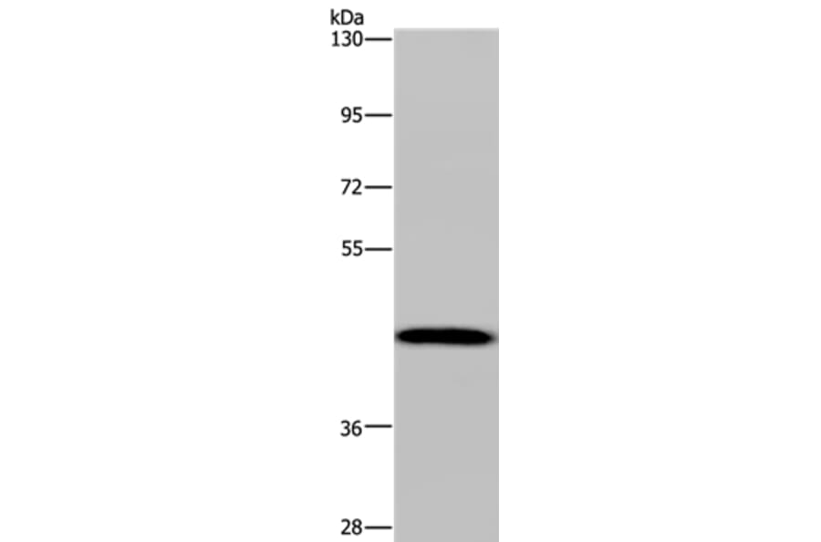 CYP1A2 Antibody from Signalway Antibody (37789) - Antibodies.com