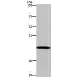 CYP1A2 Antibody from Signalway Antibody (37789) - Antibodies.com