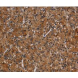 Immunohistochemistry - CYP1A2 Antibody from Signalway Antibody (37789) - Antibodies.com