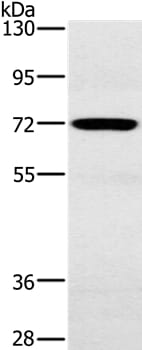 Gel: 6%SDS-PAGE Lysates (from left to right): Mouse heart tissue Amount of lysate: 40ug per lane Primary antibody: 1/200 dilution Secondary antibody dilution: 1/8000 Exposure time: 30 seconds