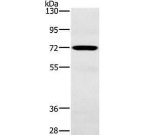 POU6F2 Antibody from Signalway Antibody (37841) - Antibodies.com