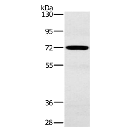 POU6F2 Antibody from Signalway Antibody (37841) - Antibodies.com