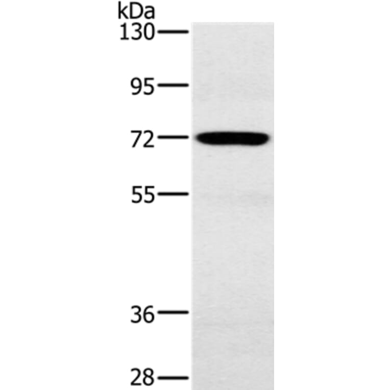 POU6F2 Antibody from Signalway Antibody (37841) - Antibodies.com