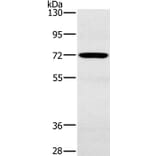 POU6F2 Antibody from Signalway Antibody (37841) - Antibodies.com