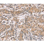 Immunohistochemistry - PPP1CC Antibody from Signalway Antibody (37842) - Antibodies.com