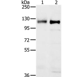 PTPN12 Antibody from Signalway Antibody (37849) - Antibodies.com