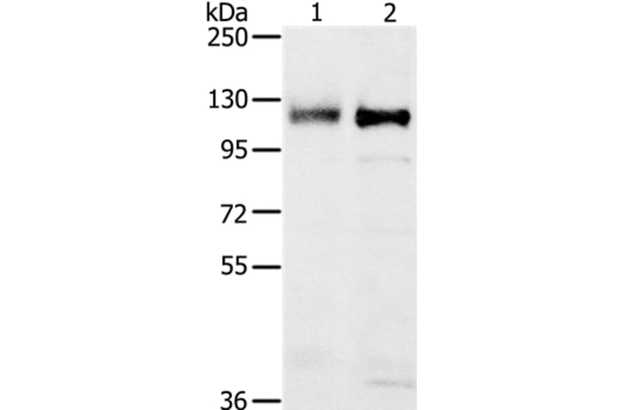 PTPN12 Antibody from Signalway Antibody (37849) - Antibodies.com