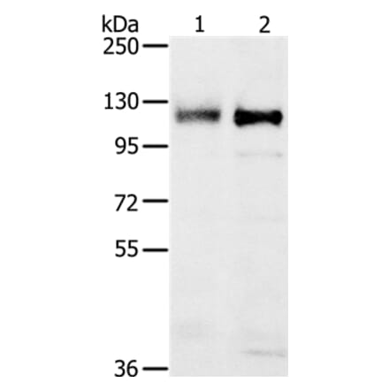 PTPN12 Antibody from Signalway Antibody (37849) - Antibodies.com