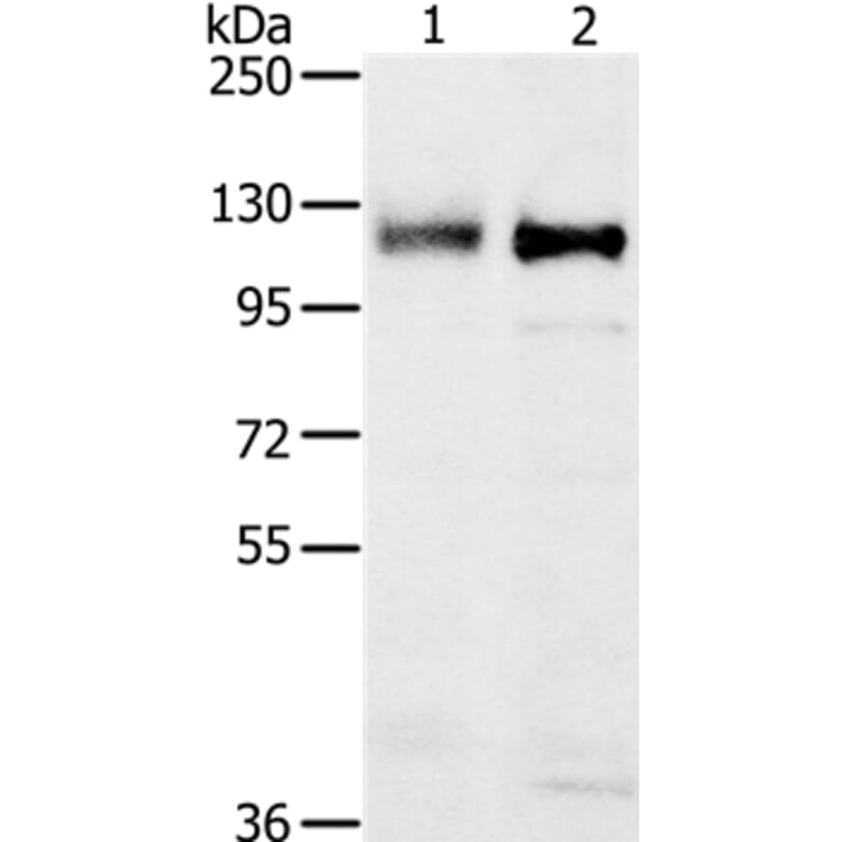 PTPN12 Antibody from Signalway Antibody (37849) - Antibodies.com