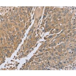 Immunohistochemistry - PTPN12 Antibody from Signalway Antibody (37849) - Antibodies.com