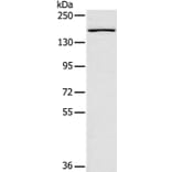SAMD9L Antibody from Signalway Antibody (37892) - Antibodies.com