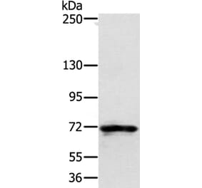 SEMA7A Antibody from Signalway Antibody (37908) - Antibodies.com