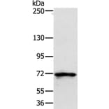 SEMA7A Antibody from Signalway Antibody (37908) - Antibodies.com