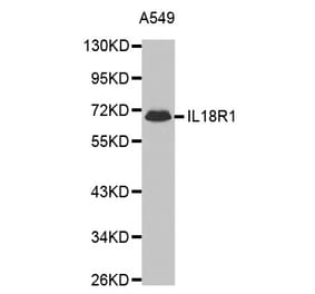 Western blot - IL18R1 antibody from Signalway Antibody (38443) - Antibodies.com