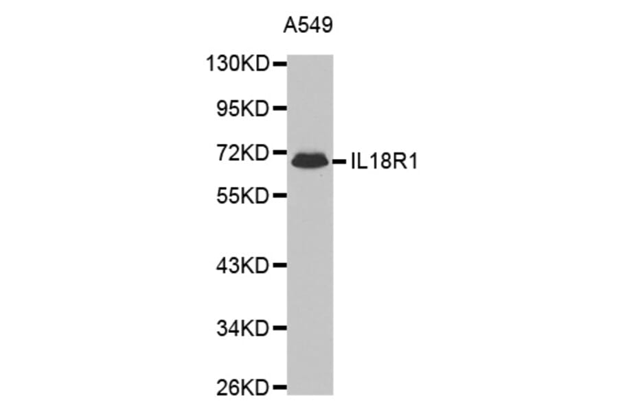 Western blot - IL18R1 antibody from Signalway Antibody (38443) - Antibodies.com