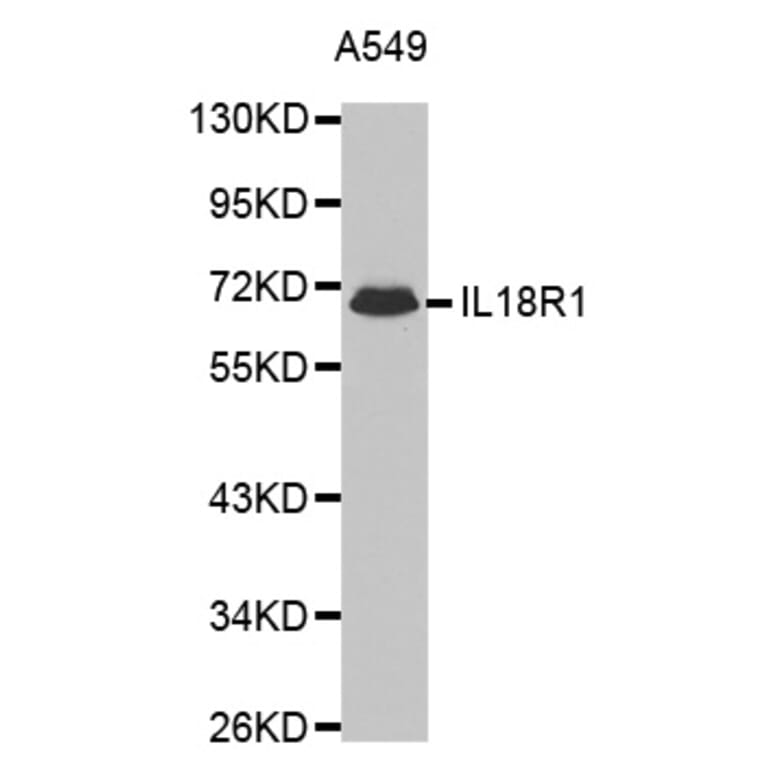 Western blot - IL18R1 antibody from Signalway Antibody (38443) - Antibodies.com