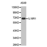 Western blot - IL18R1 antibody from Signalway Antibody (38443) - Antibodies.com