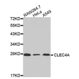 Western blot - CLEC4A antibody from Signalway Antibody (38445) - Antibodies.com