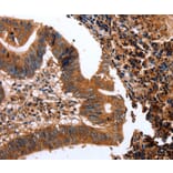 Immunohistochemistry - CLEC4A antibody from Signalway Antibody (38445) - Antibodies.com