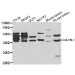 Western blot - NAP1L1 antibody from Signalway Antibody (38460) - Antibodies.com