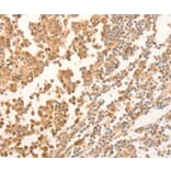 Immunohistochemistry - NAP1L1 antibody from Signalway Antibody (38460) - Antibodies.com