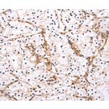 Immunohistochemistry - PDCD10 antibody from Signalway Antibody (38464) - Antibodies.com