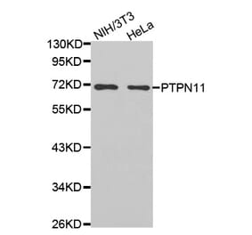 Western blot - PTPN11 antibody from Signalway Antibody (38468) - Antibodies.com