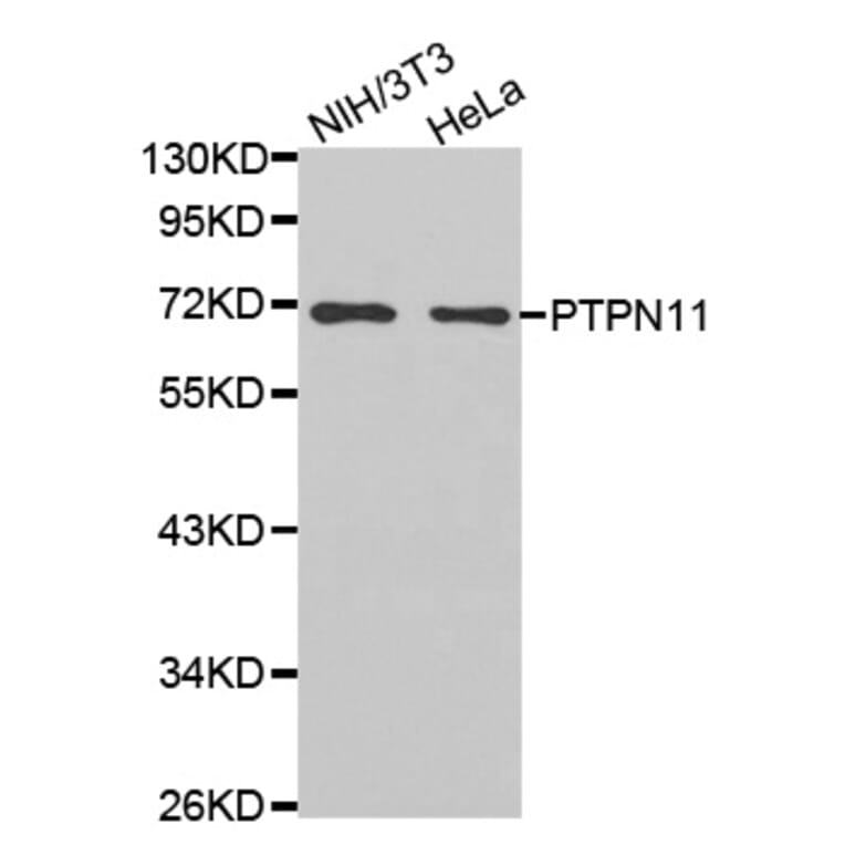 Western blot - PTPN11 antibody from Signalway Antibody (38468) - Antibodies.com