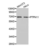 Western blot - PTPN11 antibody from Signalway Antibody (38468) - Antibodies.com