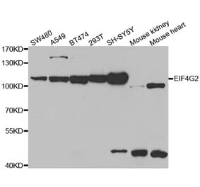 Western blot - EIF4G2 antibody from Signalway Antibody (38486) - Antibodies.com