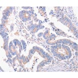 Immunohistochemistry - EIF4G2 antibody from Signalway Antibody (38486) - Antibodies.com