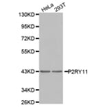 Western blot - P2RY11 antibody from Signalway Antibody (38557) - Antibodies.com